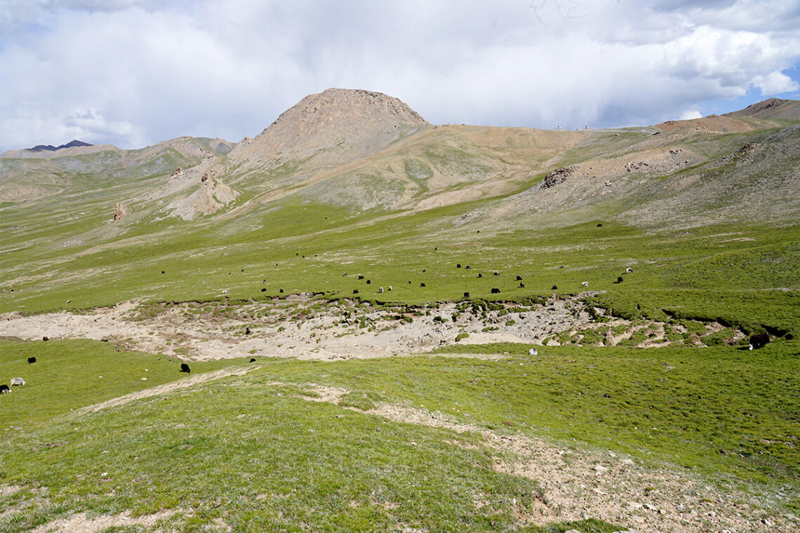 Photo of a wide slump downhill from a mountain peak. Cattle or other grazing animals dot the slopes around the slump and some of the animals are browsing inside one edge of the slump. 