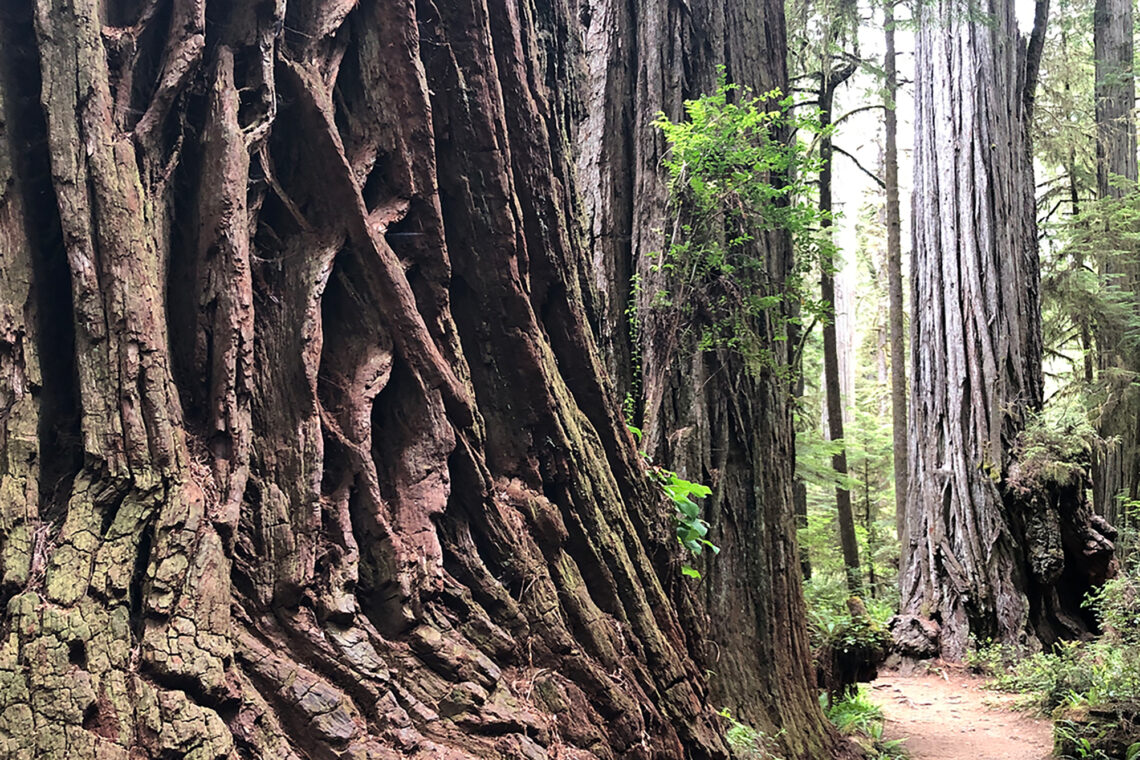 Photo of trees in a redwood forest.