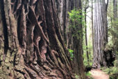 Photo of trees in a redwood forest.