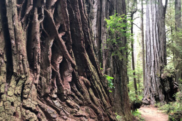 Photo of trees in a redwood forest.
