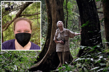 One large and one inset photo. Inset shows Terio in Gombe Park under trees where chimpanzees are seen. Larger photo of Goodall looking up into the trees.