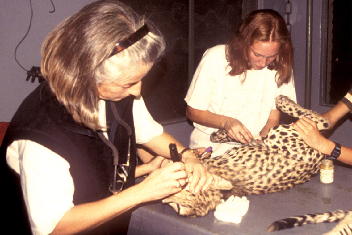 Photo of Dr. Linda Munson and Karen Terio working with an anesthetized cheetah. 