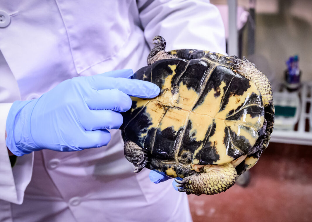 Photo of Terio holding a turtle on its back and pointing to areas of shell-thinning.