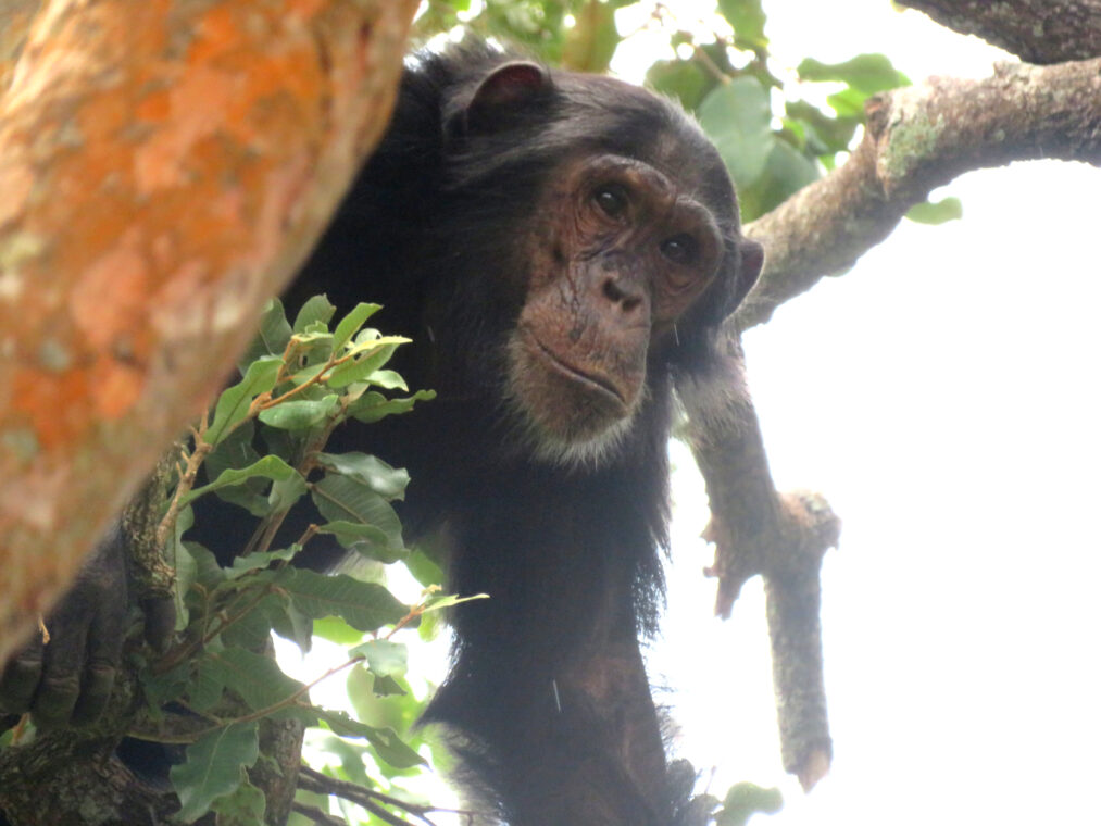 Photo of a chmpanzee peering down from a tree. 