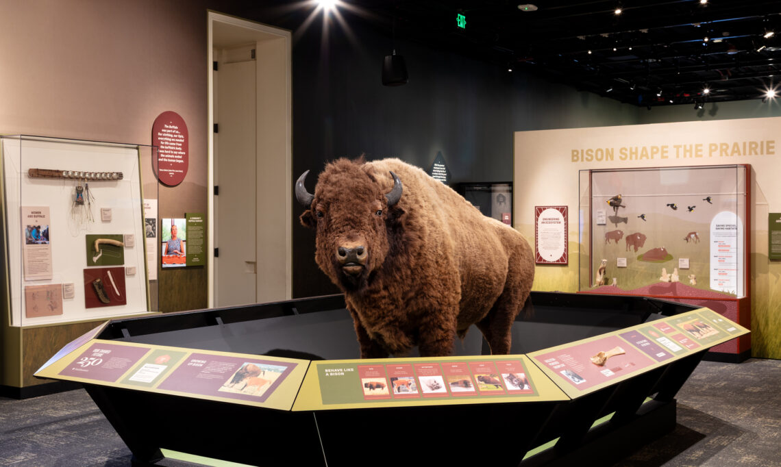 Photo of a bison specimen surrounded by information about bison in an exhibit at the National Museum of Natural History.