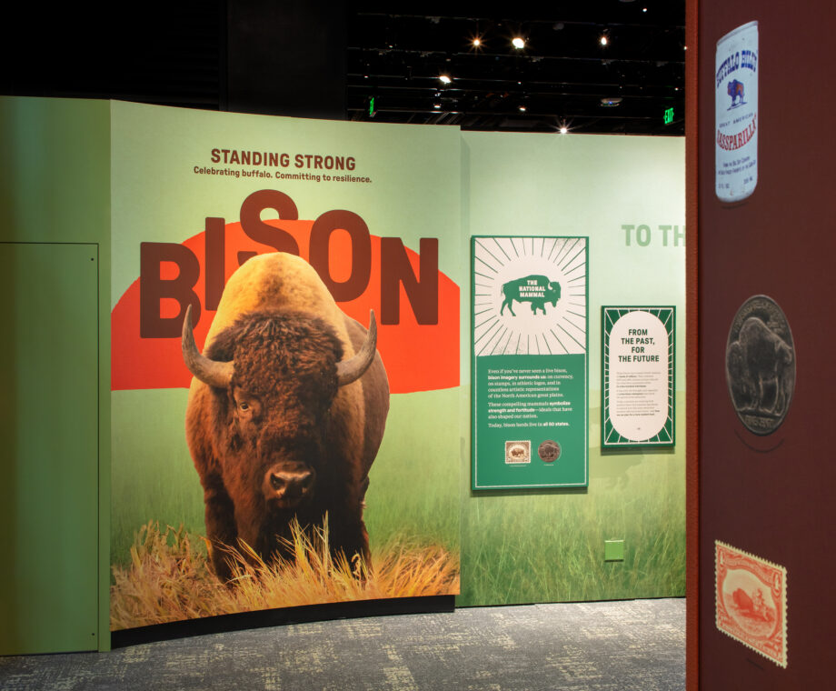 Photo of informational panels about bison at an exhibit at the National Museum of Natural History.