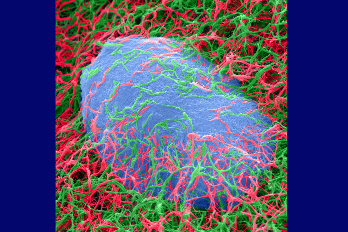 A colorized microscope image