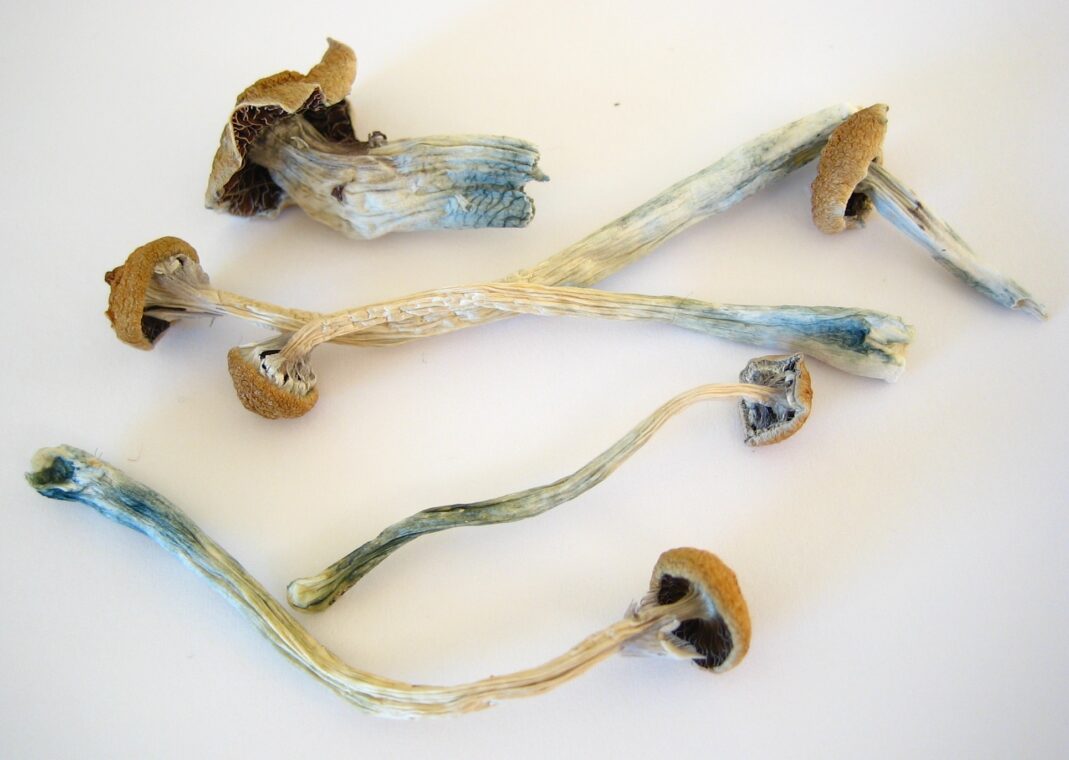 Photo of several dried mushroom stems and caps on a white tabletop.