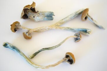 Photo of several dried mushroom stems and caps on a white tabletop.