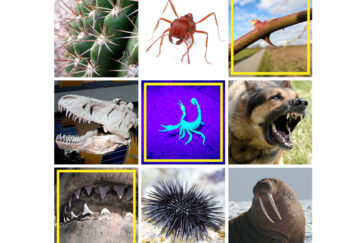 graphic with all the creatures mentioned in the caption.