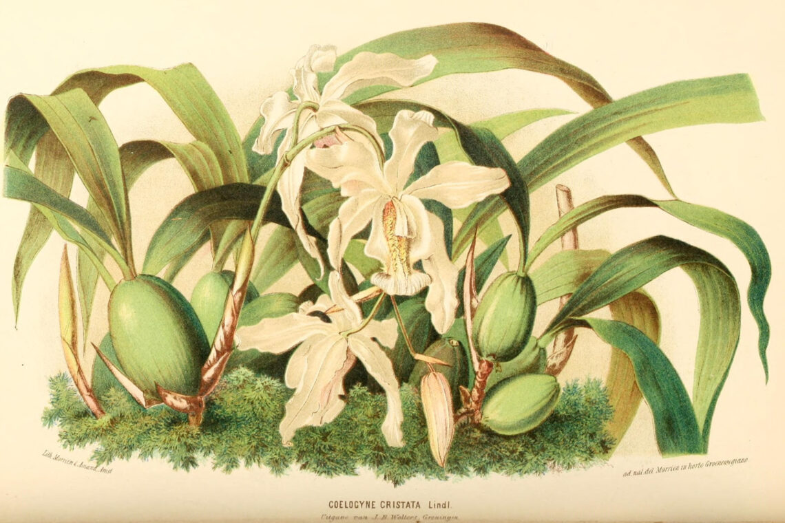 Illustration of an orchid.