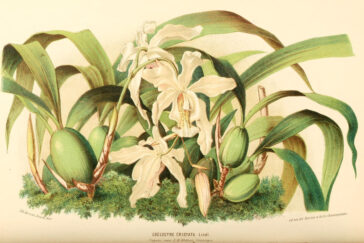 Illustration of an orchid.