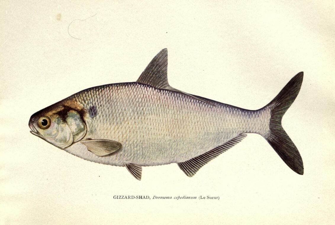 Illustration of a gizzard-shad fish.