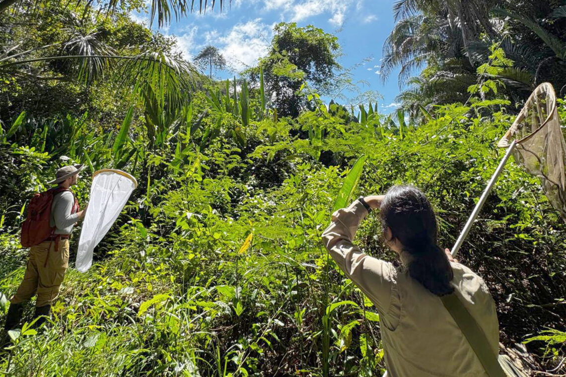 Two students with butterfly nets peer into the rainforest.