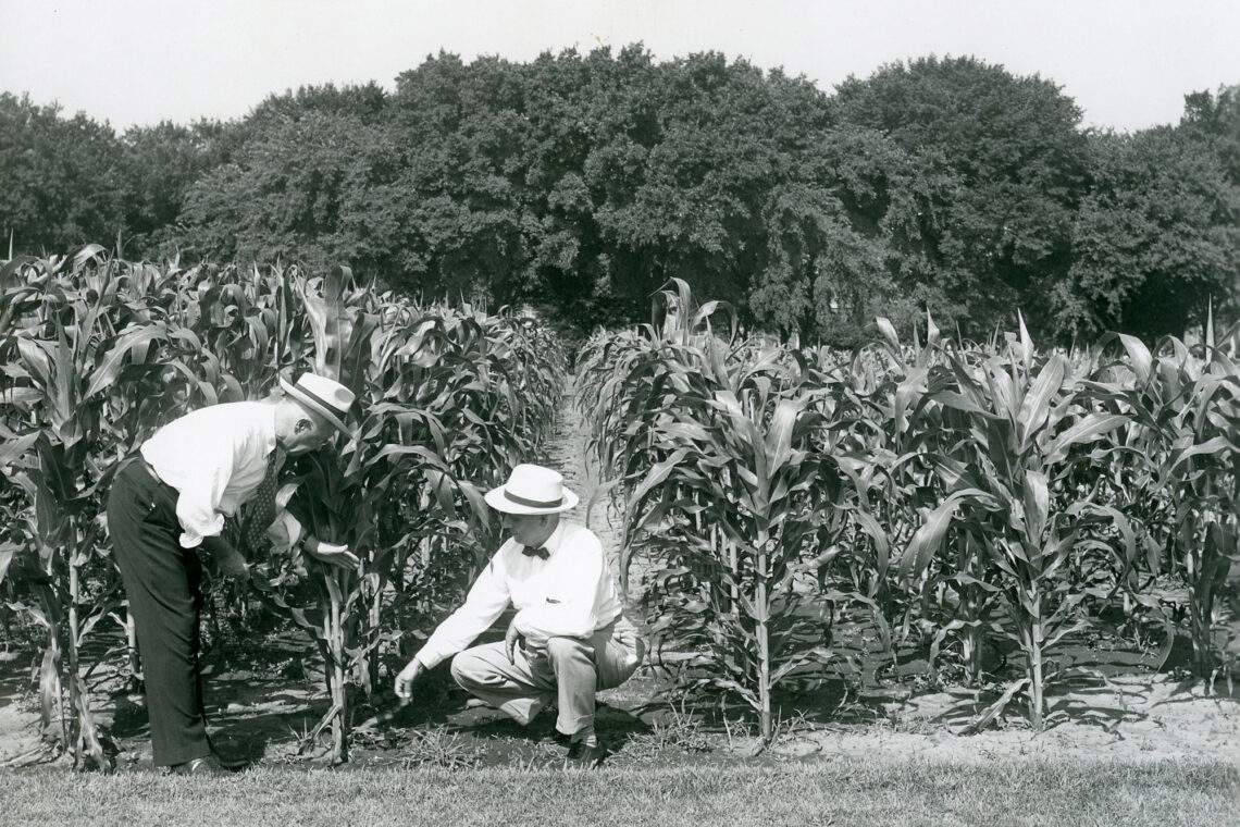 Black-and-white photo of two men in dress shirts and hats examining stalks of corn.